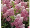 Гортензия Пинк Леди (Pink Lady) С 2,5;  3 года